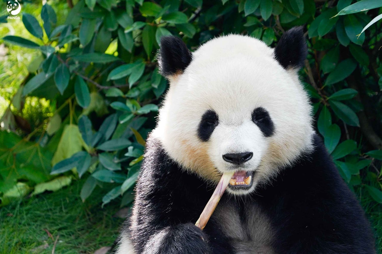 Shanghai: Pääsylippu Shanghain eläintarhaan (opas valinnainen)