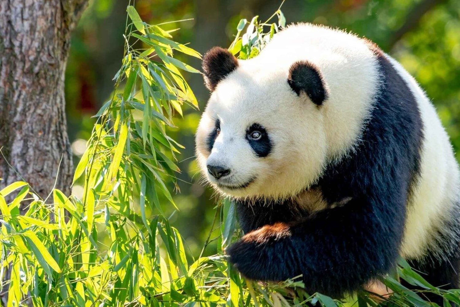 Shanghai: Pääsylippu Shanghain eläintarhaan (opas valinnainen)