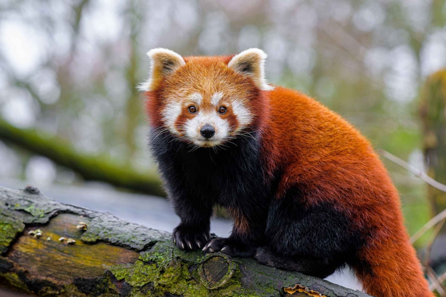 Shanghai: Pääsylippu Shanghain eläintarhaan (opas valinnainen)