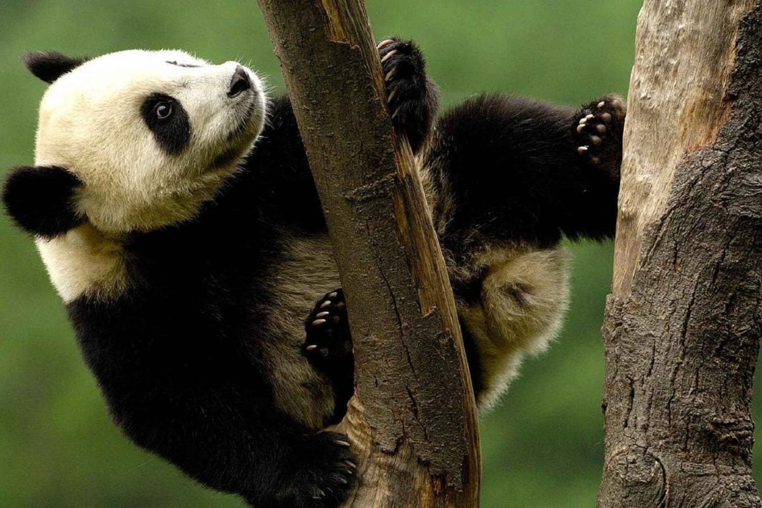 Shanghai: Pääsylippu Shanghain eläintarhaan (opas valinnainen)