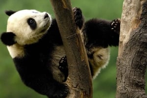 Shanghai: Pääsylippu Shanghain eläintarhaan (opas valinnainen)