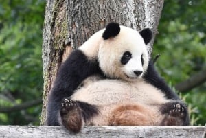 Shanghai: Pääsylippu Shanghain eläintarhaan (opas valinnainen)