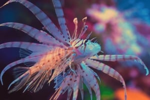 Shanghai: Shanghai Ocean Aquariumin meren ihmeitä