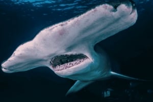 Shanghai: Shanghai Ocean Aquariumin meren ihmeitä