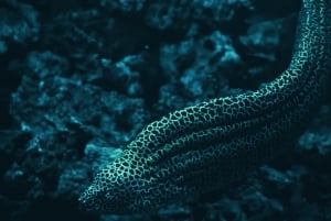 Shanghai: Shanghai Ocean Aquariumin meren ihmeitä