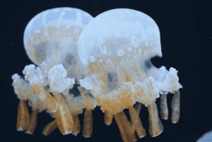Shanghai: Shanghai Ocean Aquariumin meren ihmeitä