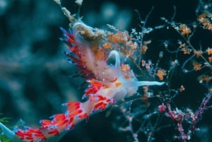 Shanghai: Shanghai Ocean Aquariumin meren ihmeitä
