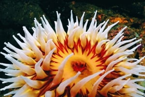 Shanghai: Shanghai Ocean Aquariumin meren ihmeitä