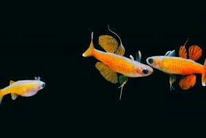 Shanghai: Shanghai Ocean Aquariumin meren ihmeitä