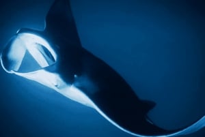 Shanghai: Shanghai Ocean Aquariumin meren ihmeitä