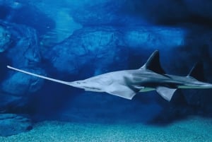 Shanghai: Shanghai Ocean Aquariumin meren ihmeitä