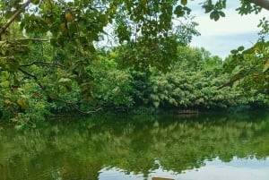 Shanghai to Chongming: Ecology, Culture & Hands-on Tour