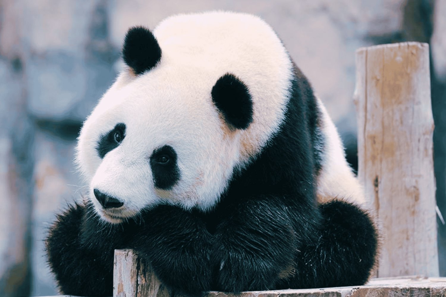 Shanghai: Billet til den vilde dyrepark