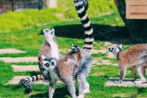 Xangai: Ingresso para o Parque dos Animais Selvagens