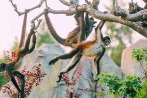 Xangai: Ingresso para o Parque dos Animais Selvagens