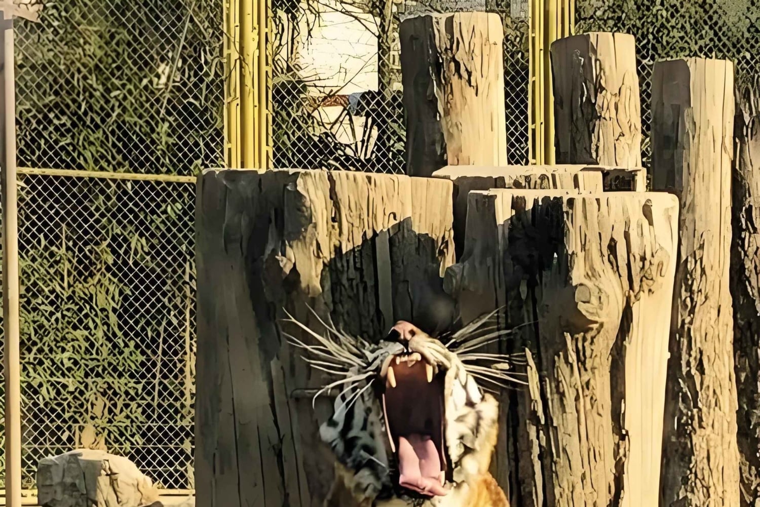 Tour de alimentación de pandas y depredadores en el Parque de Fauna de Shanghai