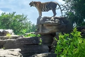 Tour de alimentación de pandas y depredadores en el Parque de Fauna de Shanghai