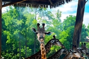 Tour de alimentación de pandas y depredadores en el Parque de Fauna de Shanghai