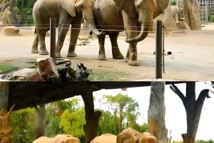 Tour de alimentación de pandas y depredadores en el Parque de Fauna de Shanghai