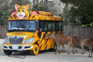 Tour de alimentación de pandas y depredadores en el Parque de Fauna de Shanghai