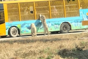 Tour de alimentación de pandas y depredadores en el Parque de Fauna de Shanghai