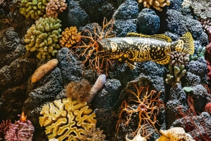 Shanghai: Yu Garden, Stadsgudens tempel och flodkryssningstur