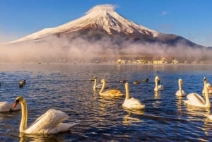 Shanghai Private Full or Half Day Sightseeing Tour