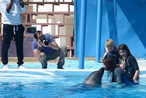 30 Minutes Sharm El Sheikh Swimming with Dolphins
