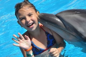 30 Minutes Sharm El Sheikh Swimming with Dolphins