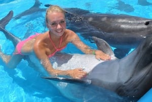 30 Minutes Sharm El Sheikh Swimming with Dolphins