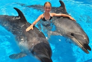 30 Minutes Sharm El Sheikh Swimming with Dolphins