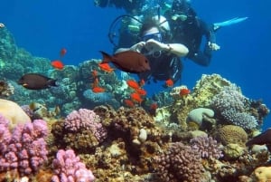 Van Sharm naar Dahab: Gekleurde Canyon, Blauwe Gat, Qude Bike, Kamelen