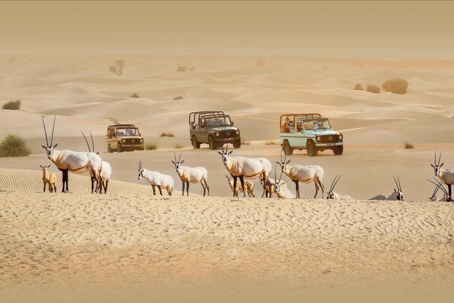 Dubai: Heritage Safari, Camel Ride & Al Marmoom Oasis Dinner