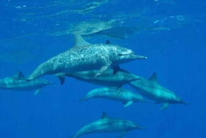 Från El Gouna: Royal Seascope ubåt med snorkelstopp