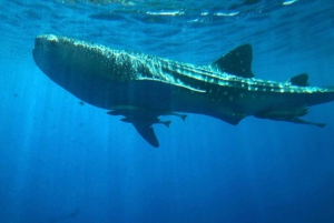 Från El Gouna: Royal Seascope ubåt med snorkelstopp