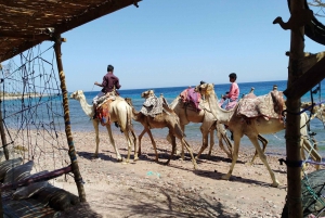 Fra Sharm: Dagstur til Dahab med ørkensafari og kamelridning
