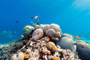 Sharm: 2-Days Dahab, Canyon, Safari, Snorkel w Camp Stay