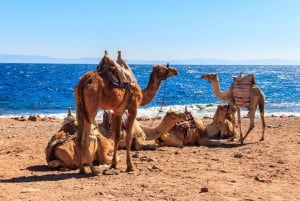 Sharm: 2-Days Dahab, Canyon, Safari, Snorkel w Camp Majoitus