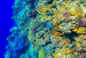 From Sharm: Discover Dahab With Snorkeling & Optional Diving