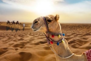 From Sharm El Sheikh: Bedouin Village, Camel Ride & Dinner