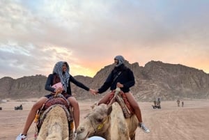 Depuis Sharm El Sheikh : Village bédouin, balade à dos de chameau et dîner