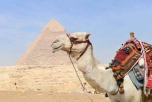 Sharm El-Sheikh: dagvullende tour naar Caïro en de piramides per bus