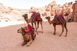 From Sharm El Sheikh: Petra Temple Full Day Tour with Lunch