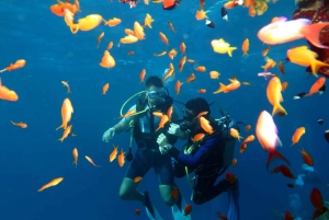 From Sharm-El-Sheikh: Ras Mohamed National Park Diving Trip