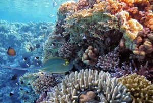 Fra Sharm: Ras Mohammed snorkelcruise og dykking (valgfritt)