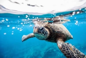 Från Sharm: Snorkelkryssning i Ras Mohammed och dykning (tillval)