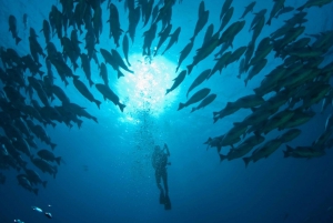 From Sharm El Sheikh Ras Mohammed snorkelling tour by Bus