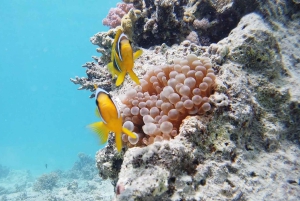 Da Sharm: crociera di lusso con immersioni a Ras Mohammed con pranzo