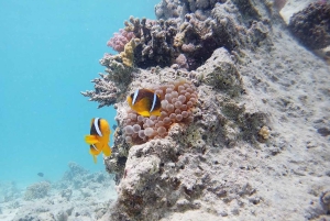 Da Sharm: crociera di lusso con immersioni a Ras Mohammed con pranzo
