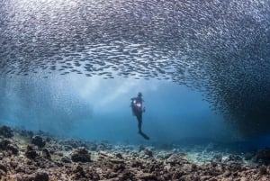 Da Sharm: crociera di lusso con immersioni a Ras Mohammed con pranzo